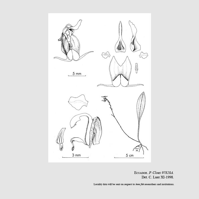 Scaphosepalum cloesii